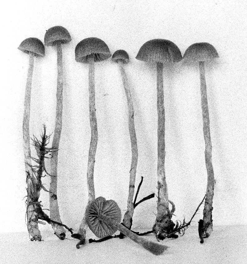 Galerina vexans image