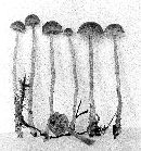 Galerina vexans image