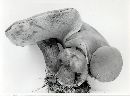 Tylopilus ferrugineus image