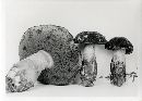 Tylopilus ferrugineus image