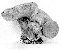 Tylopilus ferrugineus image