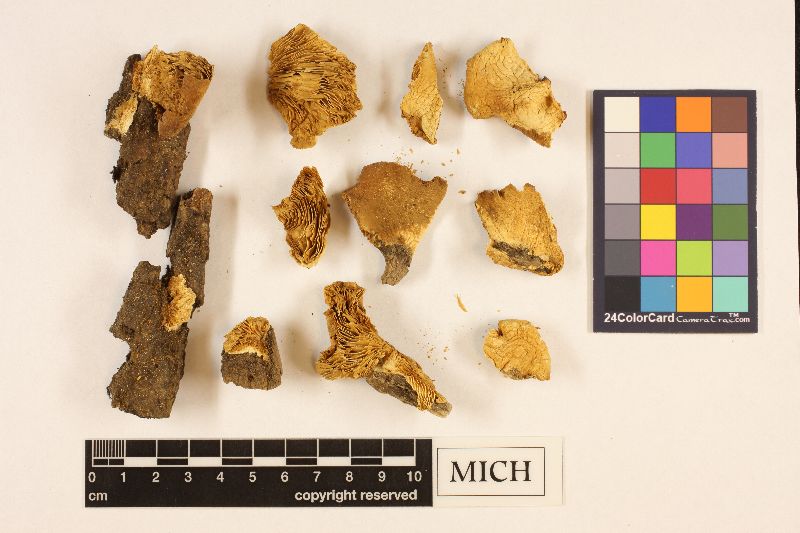 Crepidotus appalachianensis image