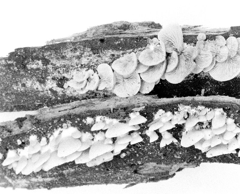 Crepidotus avellaneus image
