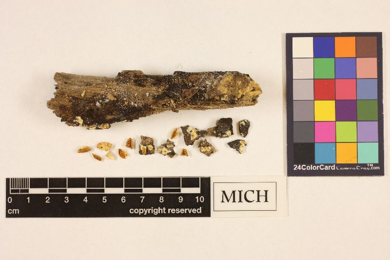 Crepidotus constans image