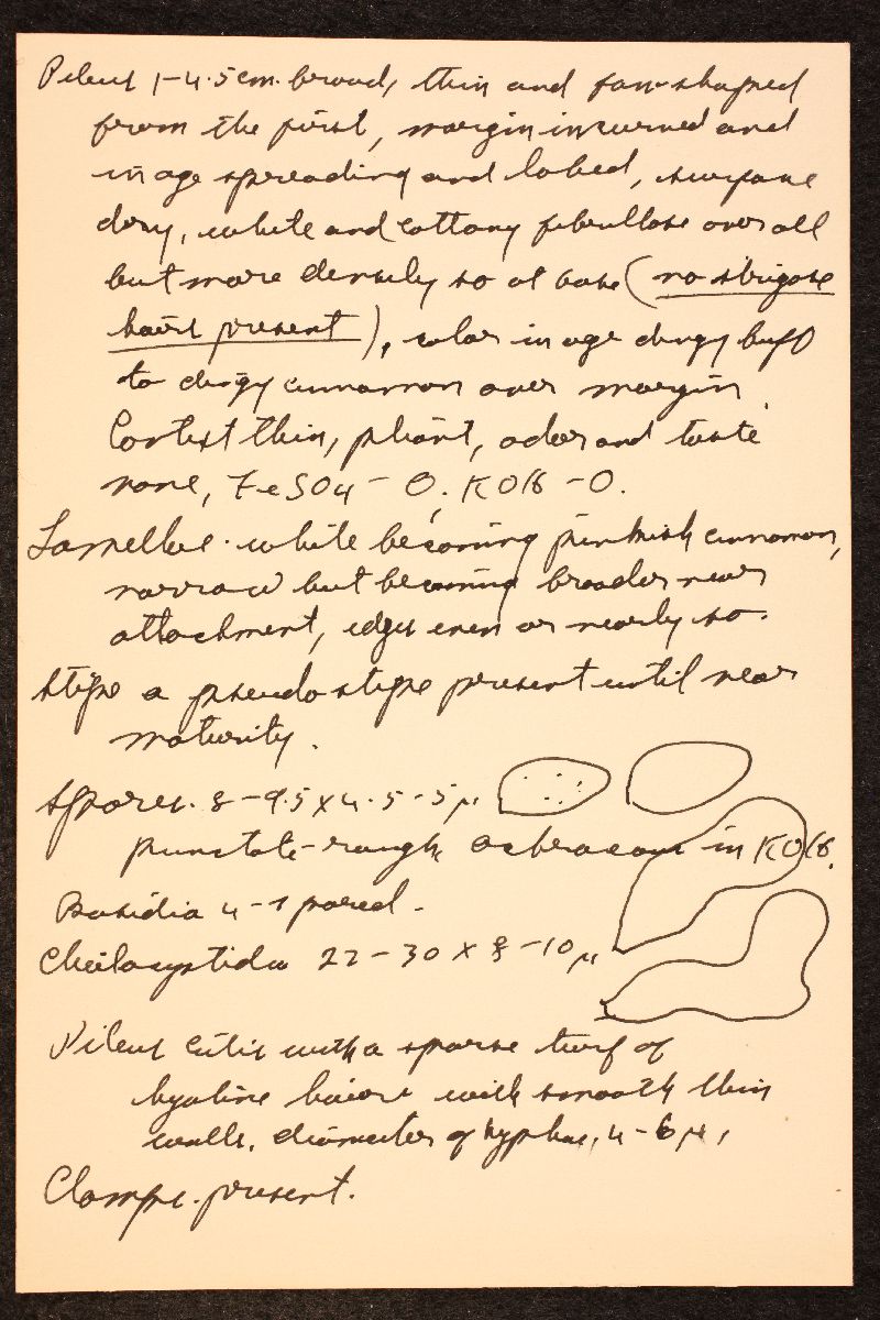 Crepidotus subverrucisporus var. roseifolius image