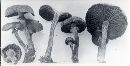 Tubaria confragosa image