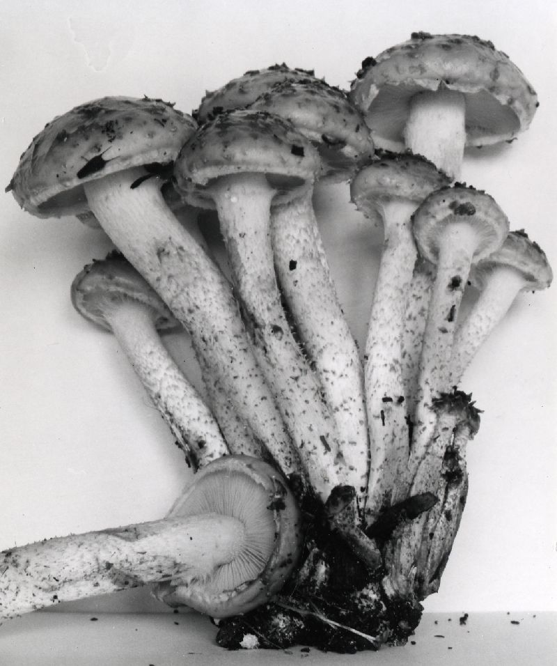 Pholiota connata image