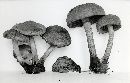 Pholiota tuberculosa image