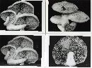 Hemipholiota populnea image