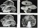 Hemipholiota populnea image