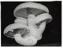 Hemipholiota populnea image