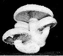 Hemipholiota populnea image