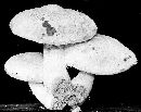 Hemipholiota populnea image