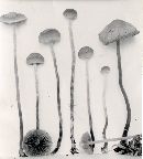 Hypholoma elongatipes image