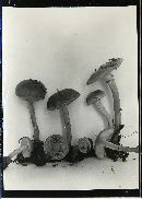 Pholiota highlandensis image