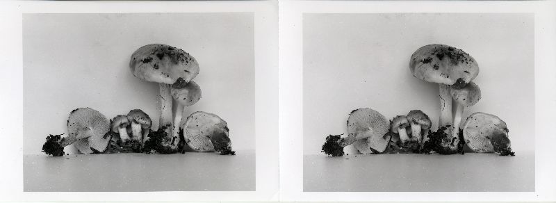 Pholiota innocua image