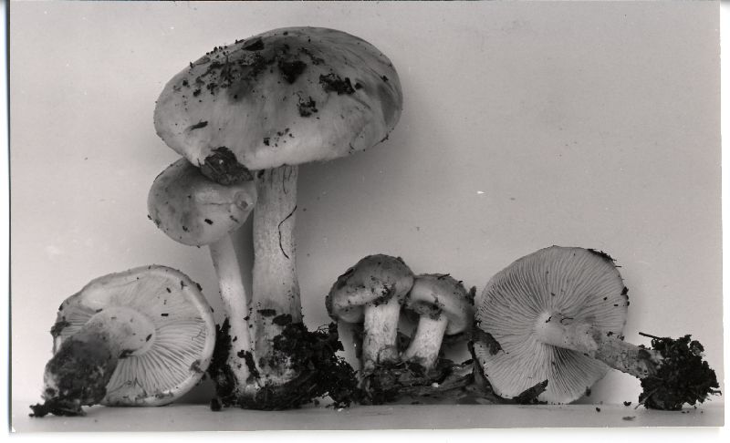 Pholiota innocua image