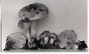 Pholiota innocua image