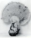 Pholiota lenta image