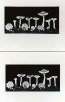 Meottomyces mutans image