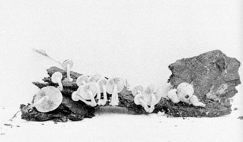 Meottomyces mutans image