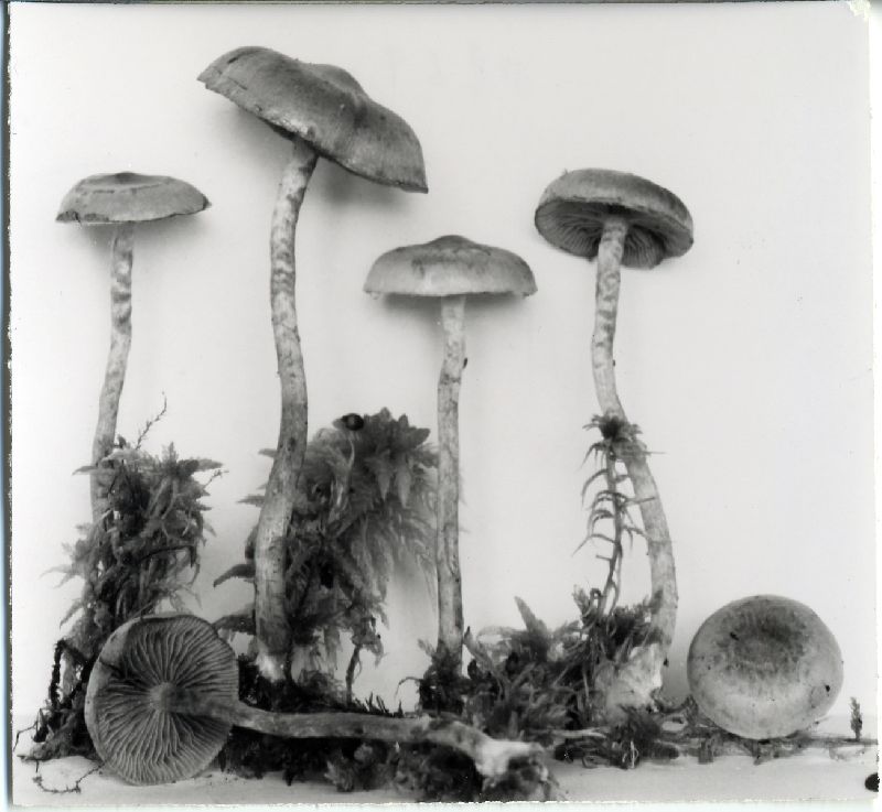 Pholiota paludosella image