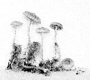 Pholiota paludosella image