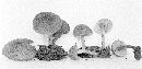 Pholiota proximans image