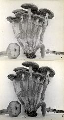 Pholiota veris image