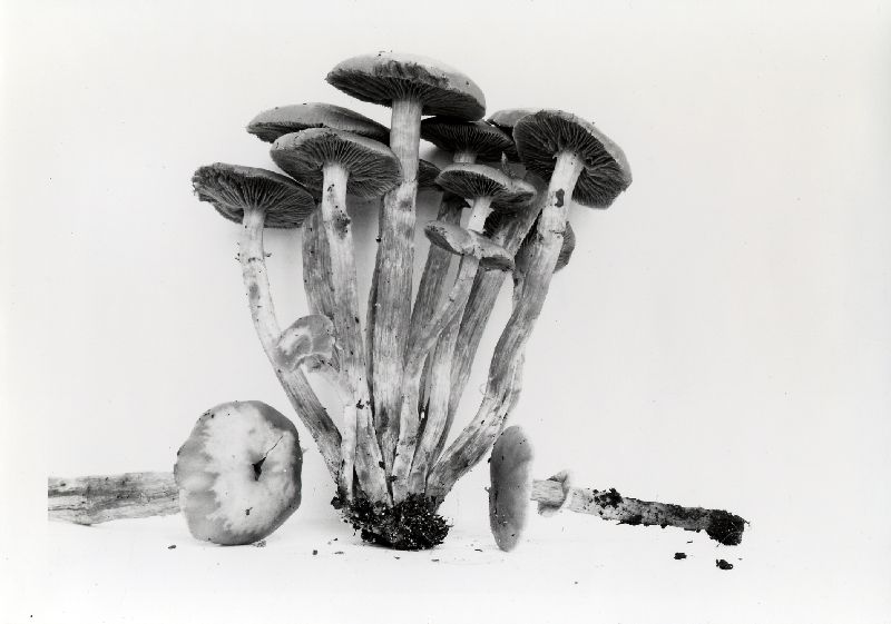 Pholiota veris image