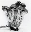 Pholiota veris image