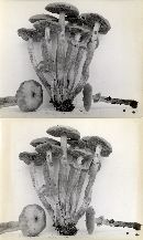 Pholiota veris image