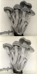 Pholiota veris image