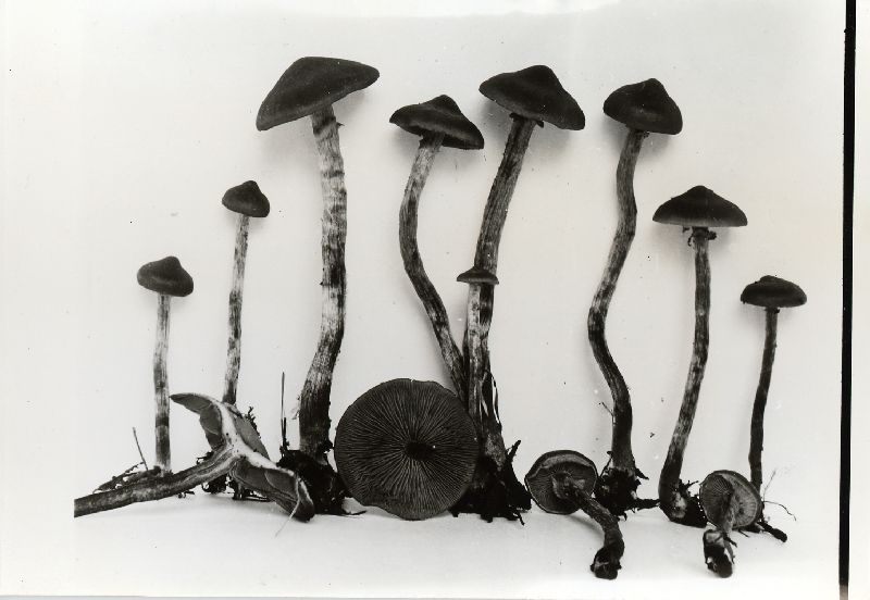 Kuehneromyces vernalis image