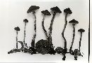 Kuehneromyces vernalis image