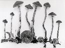 Kuehneromyces vernalis image