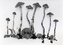 Kuehneromyces vernalis image