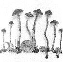 Kuehneromyces vernalis image