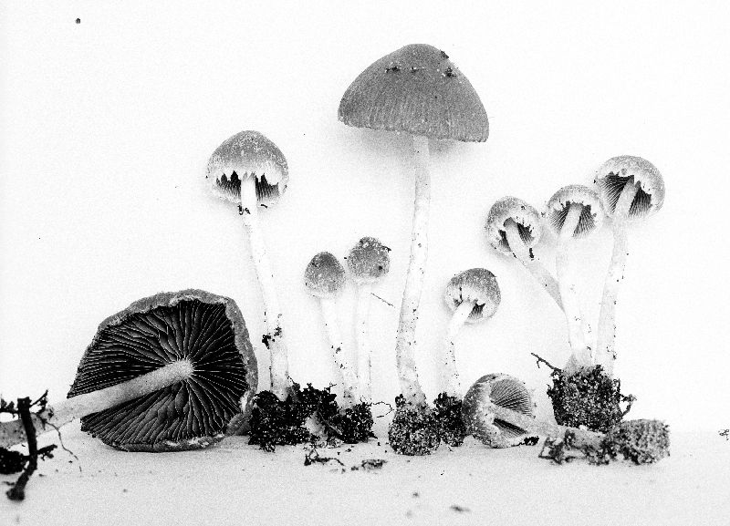 Psathyrella affinis image