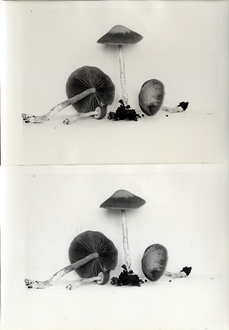 Psathyrella agrariella image