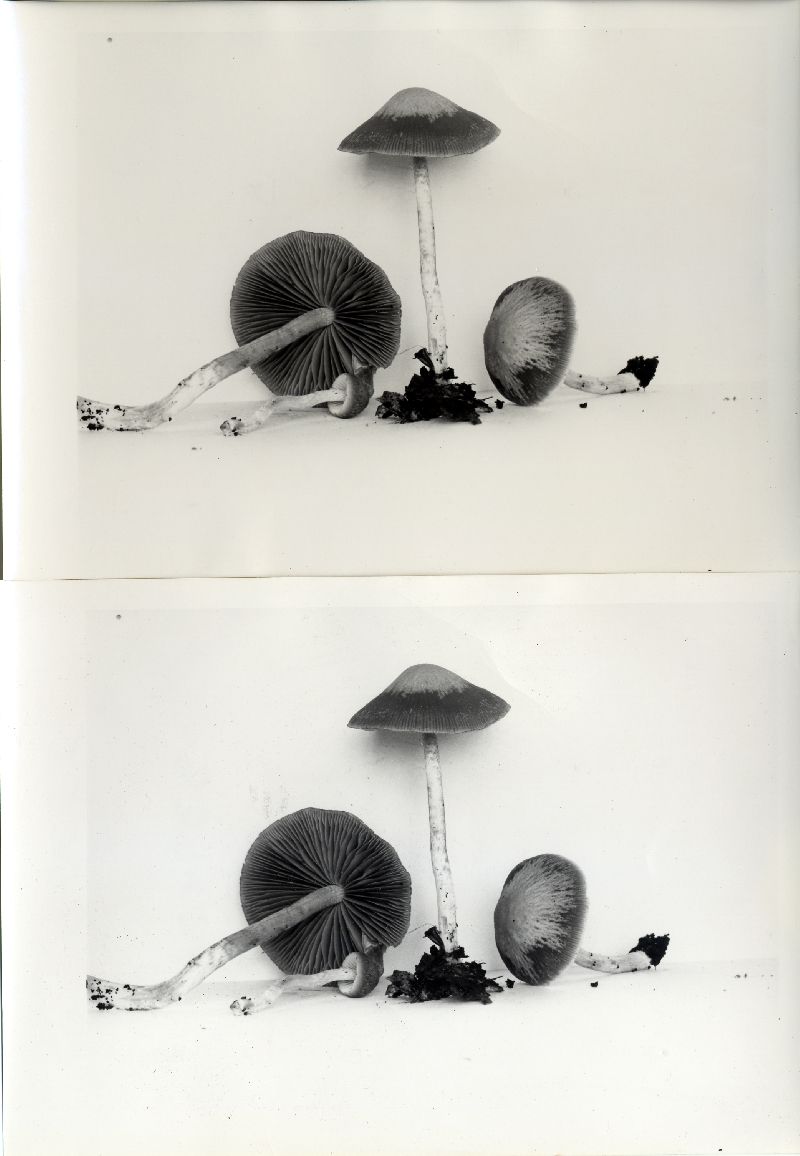 Psathyrella agrariella var. ochrofulva image
