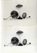 Psathyrella agrariella image