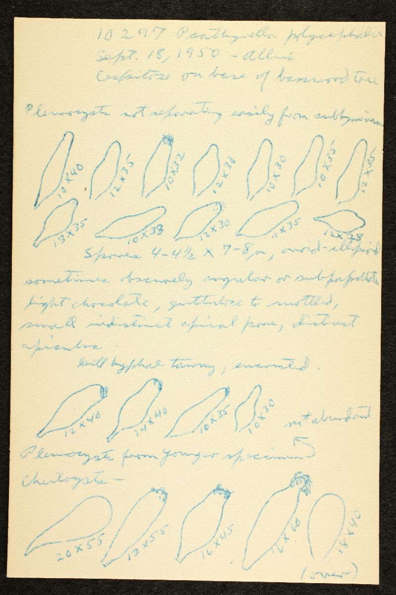 Psathyrella albocinerascens image