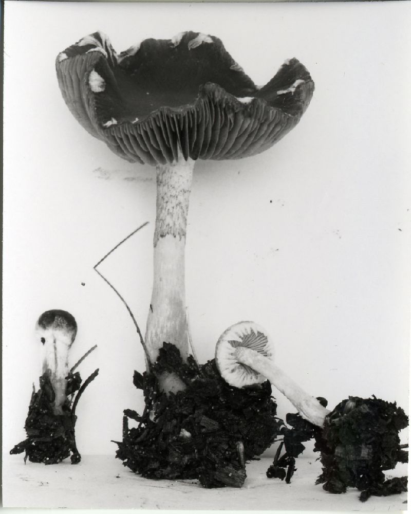 Psathyrella avellaneifolia image