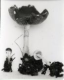 Psathyrella avellaneifolia image