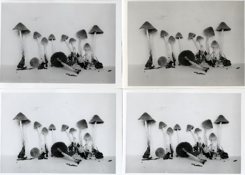 Psathyrella bifrons image