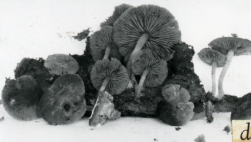 Psathyrella camptopoda image