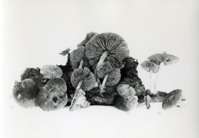 Psathyrella camptopoda image