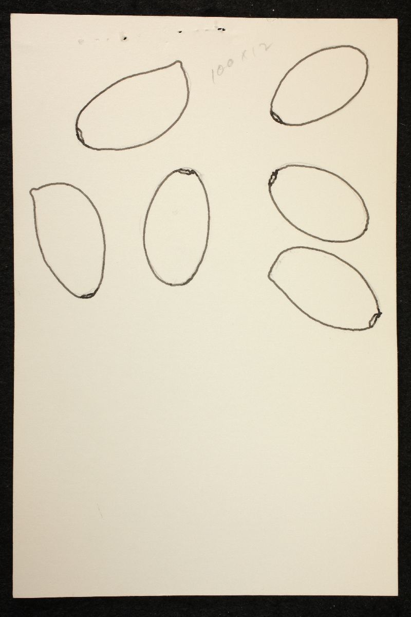 Psathyrella citrinovelata image