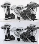 Psathyrella conissans image